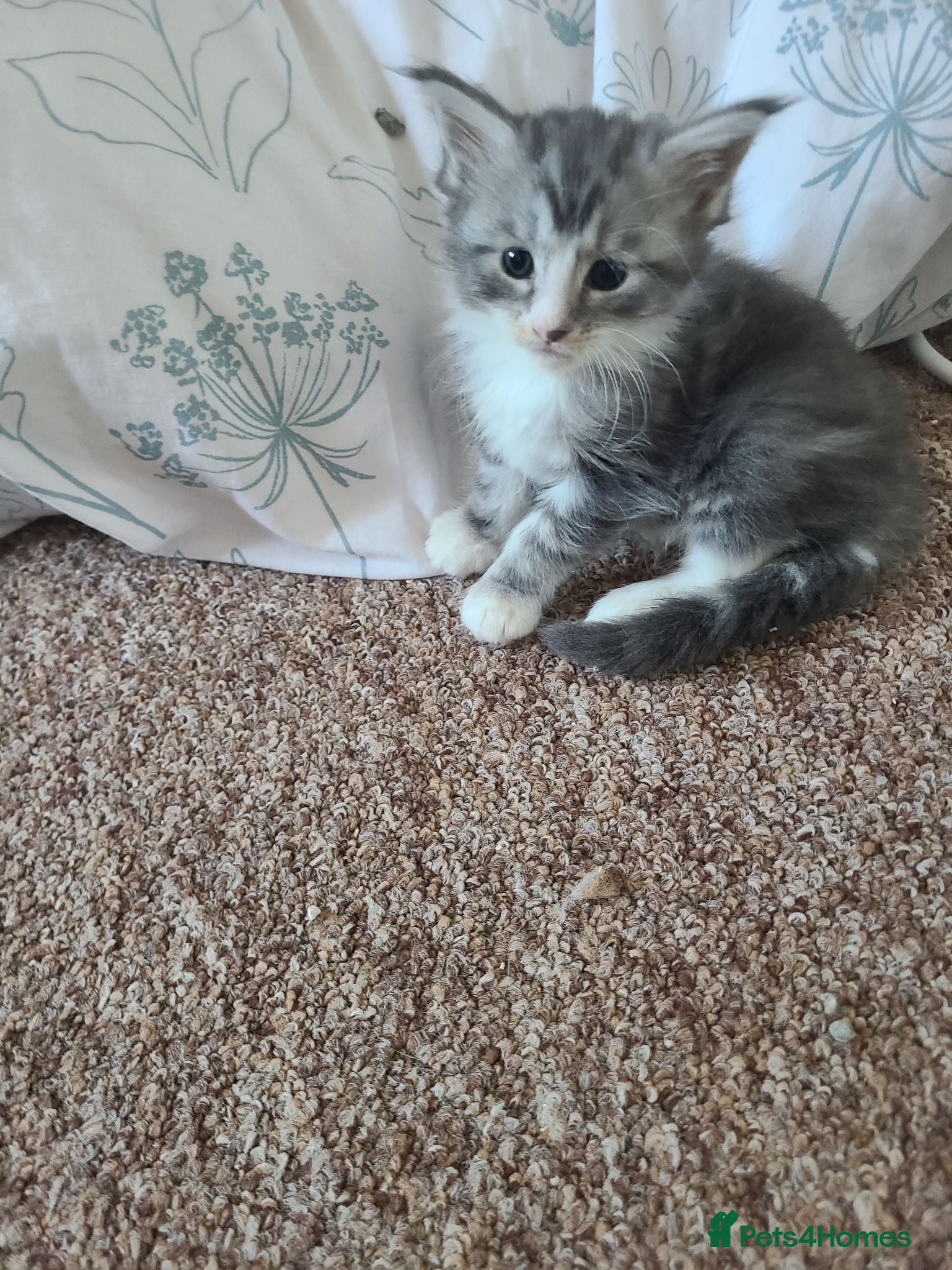 Maine Coon cats Maine coon kittens  - Advert 3