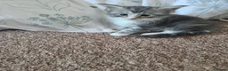 Maine Coon cats for sale: Maine coon kittens  - Advert 10
