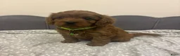 Cavapoo dogs for sale: Stunning F1 Toy Cavapoo Pups - Advert 35