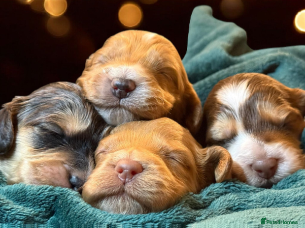 Cockapoo dogs Charming Mini Cockerpoo puppies - Advert 10