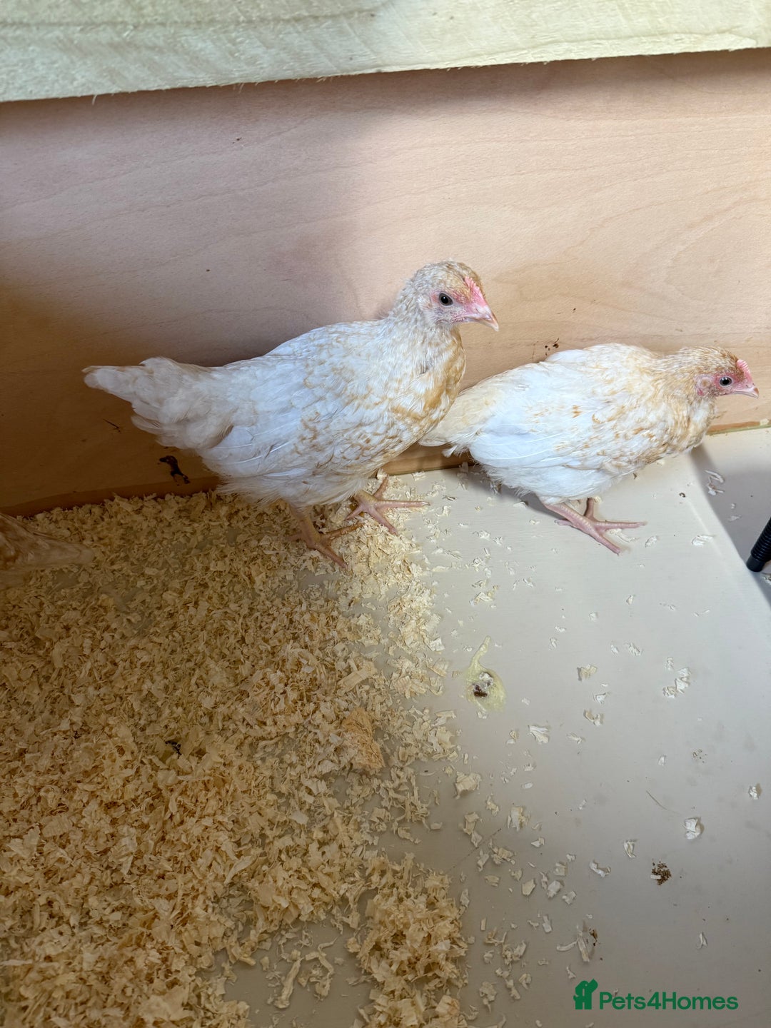 Chickens poultry for sale: For sale pullet hybrids  - Image 5