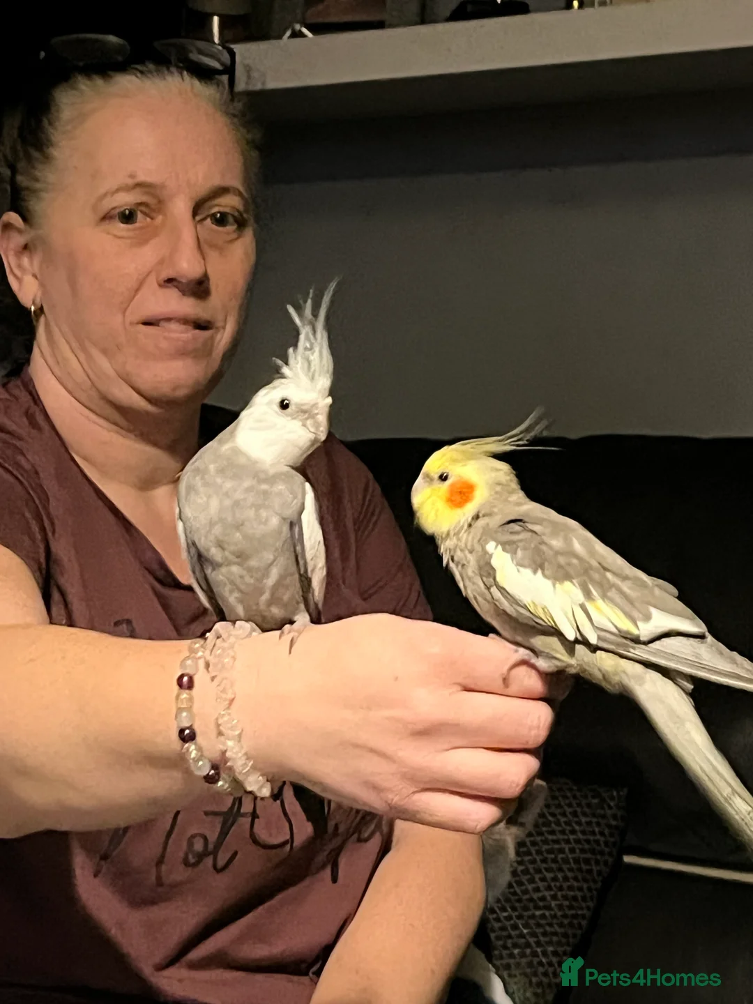 Cockatiels birds for sale: 2 beautiful cockatiels - Advert 5