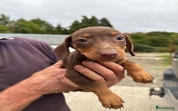Mixed Breed dogs for sale: Dachshund x border collie - Image 9