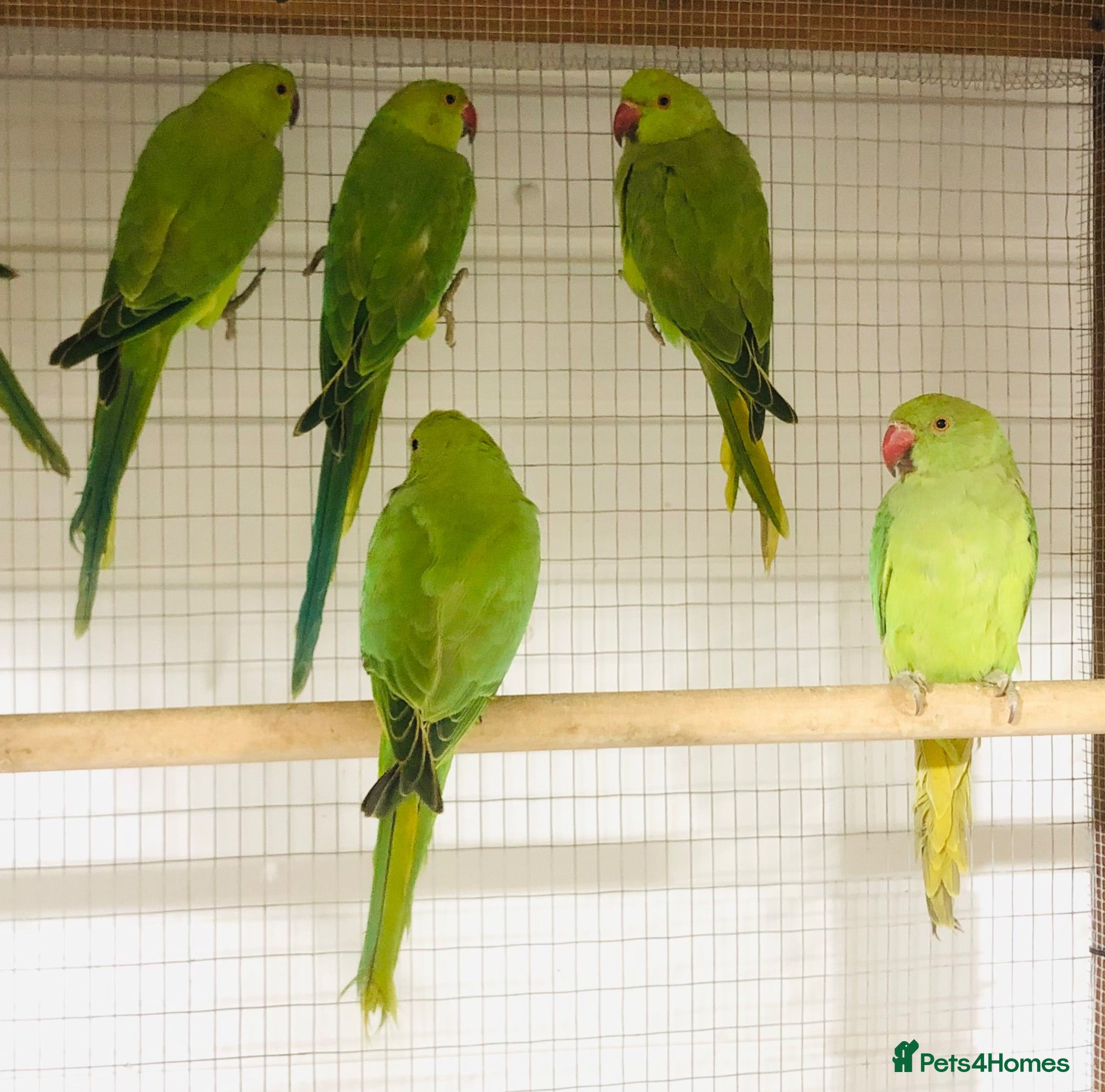 Parrots birds Beautiful young Indian ringneck for sale. - Advert 2