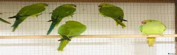 Parrots birds for sale: Beautiful young Indian ringneck for sale. - Advert 7