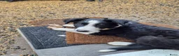 Border Collie dogs for sale: Boarder collie  - Advert 4