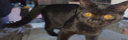 British Shorthair cats for sale: Two British shorthairs  - Advert 10