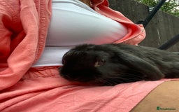 Mini Lop rabbits for sale: Mini lop  in London - Image 6