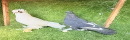 Pigeons birds for sale: Beautiful, Vaccinated & Friendly Pigeons - Advert 13