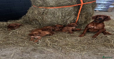 Irish Setter dogs - Advert 1