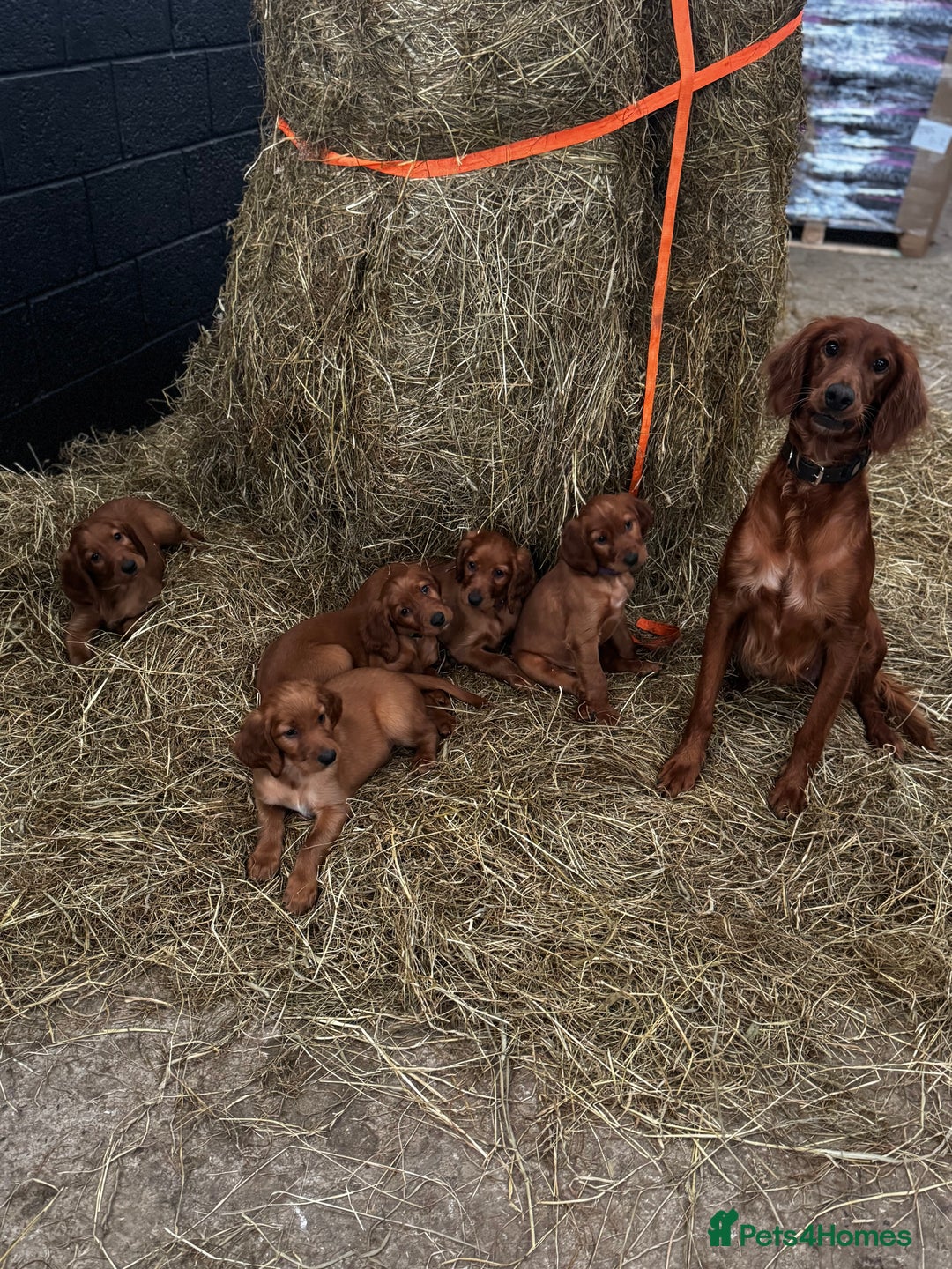 Irish Setter dogs for sale: Irish Red Setter Pups  - Image 3