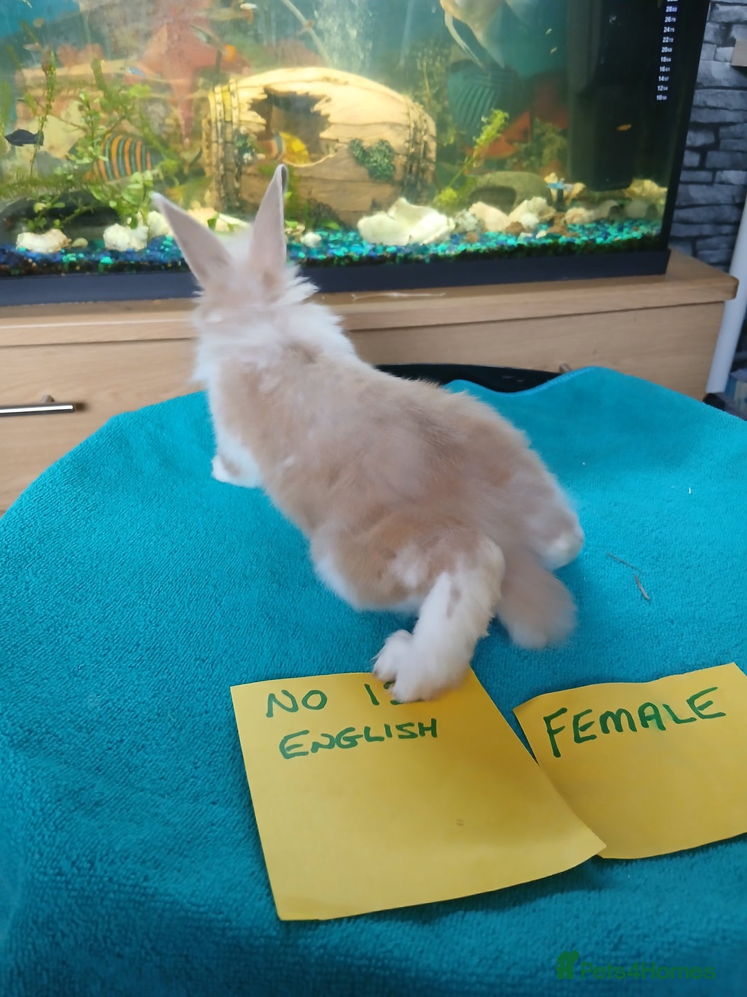 English rabbits for sale: Rabbits for sale , various sexes avaliable  - Image 18