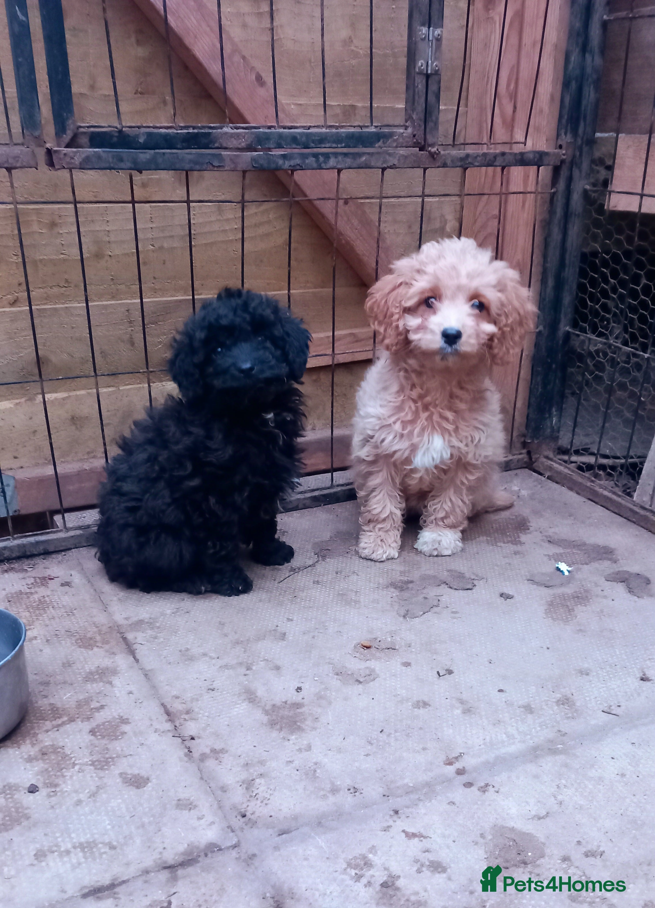 Cavapoo dogs 2  Beautiful Puppies & Free insurance  - Advert 6