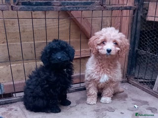 Cavapoo dogs 2 Beautiful Puppies & Free insurance - Advert 6