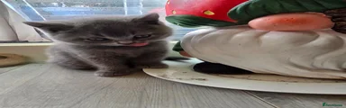 British Shorthair 5