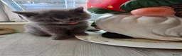 British Shorthair cats for sale: British shorthair kittens  - Advert 30