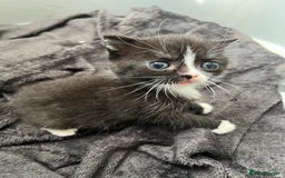 British Shorthair cats for sale: British blue x - Image 8