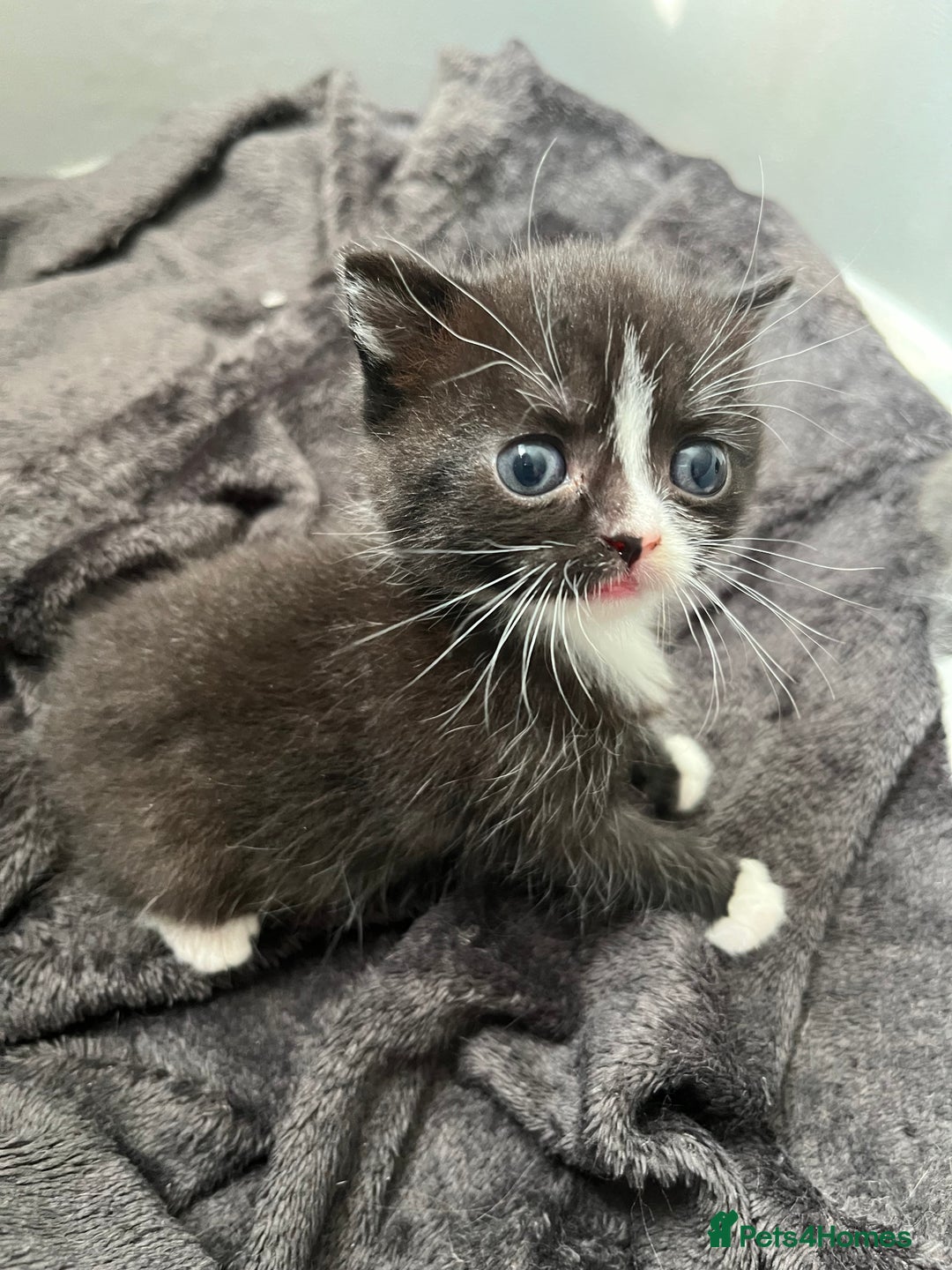 British Shorthair cats for sale: British blue x - Image 8