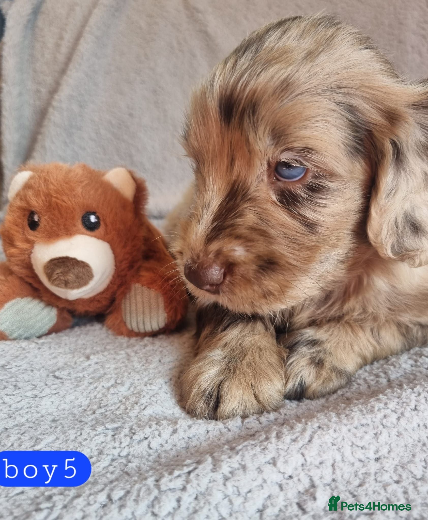 Cockapoo dogs Cockapoo Merle Puppies  - Advert 1