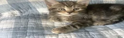 Mixed Breed cats for sale: Scottish Fold /Straight mixed breed kittens, ready - Advert 17