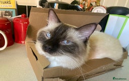 Ragdoll cats for sale: Ragdoll kittens - Image 3