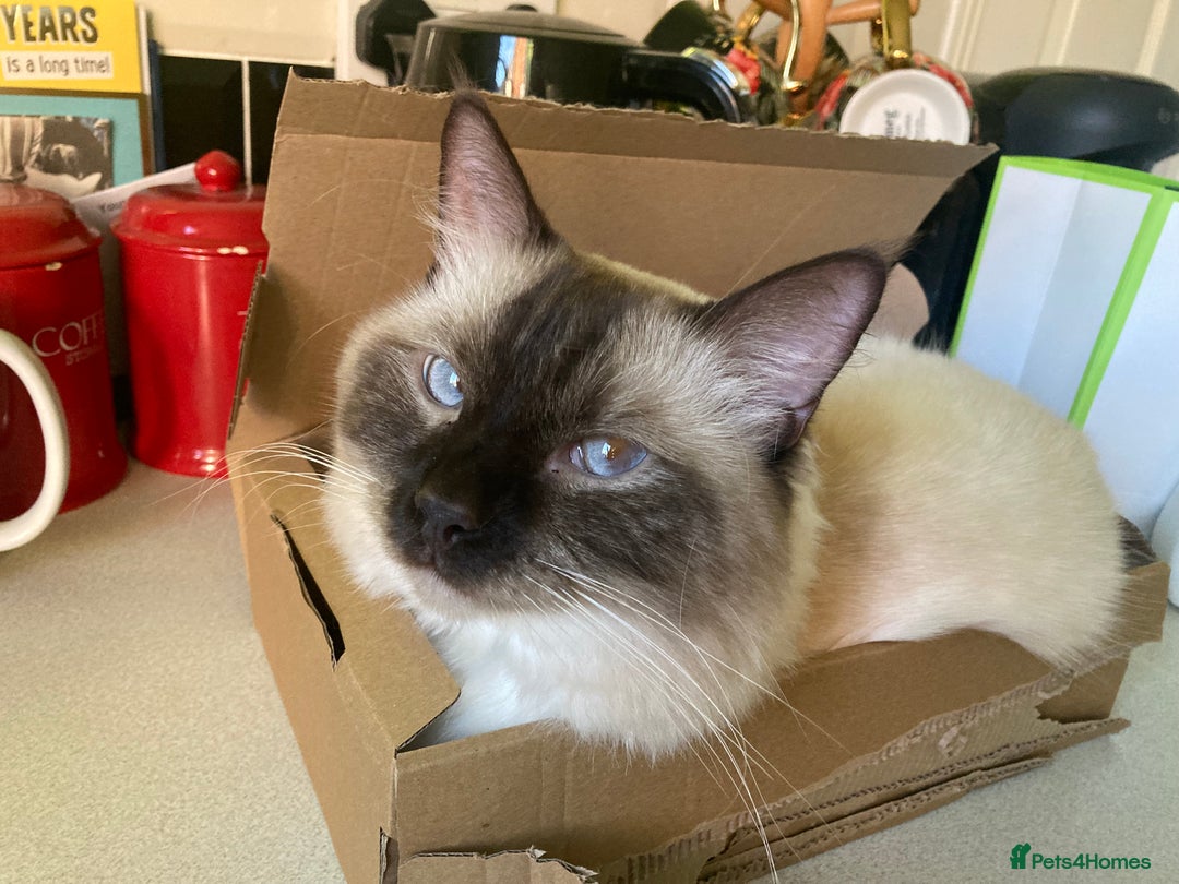 Ragdoll cats for sale: Ragdoll kittens - Image 3