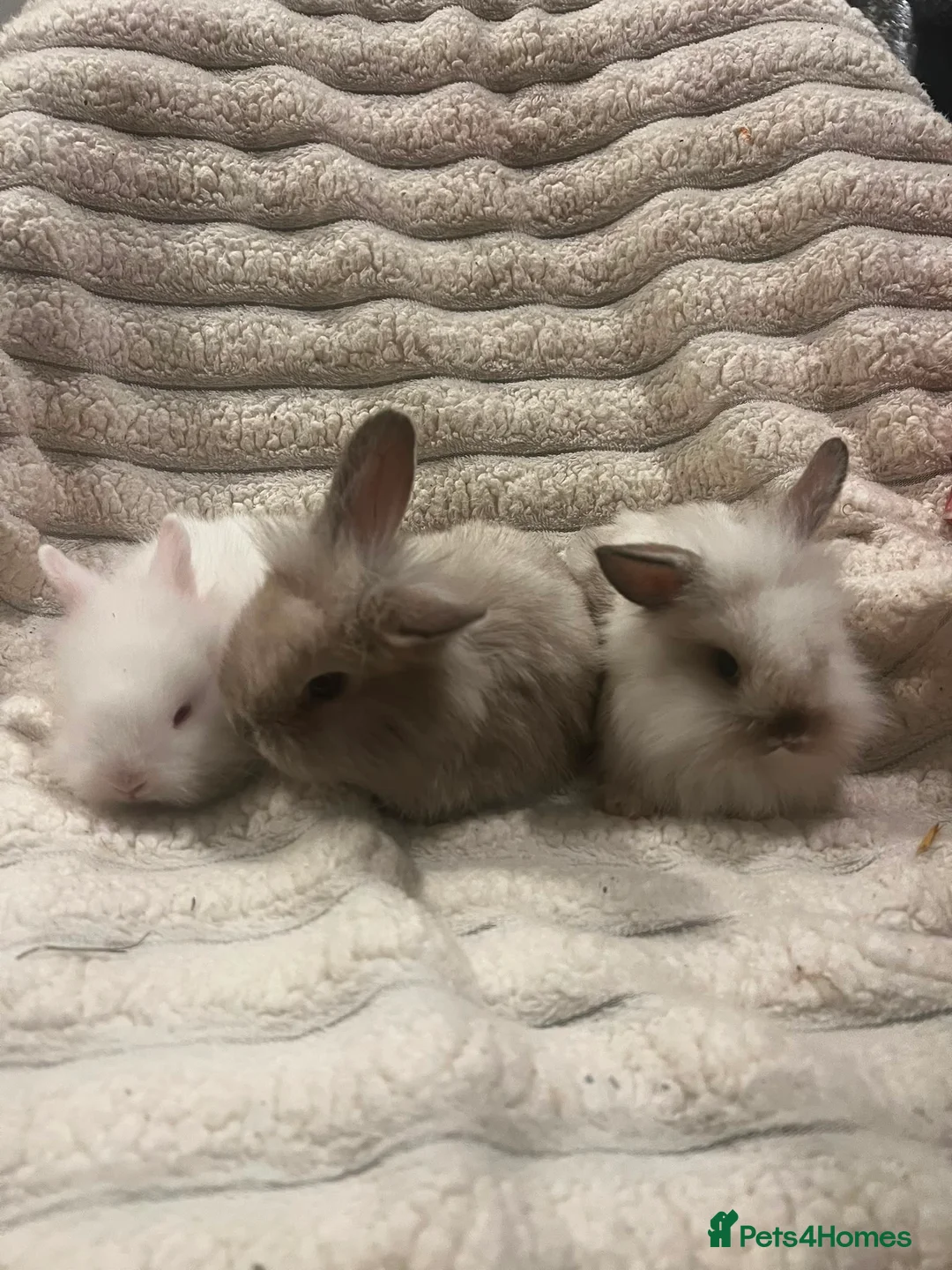 Mini Lion Lop rabbits for sale: 2 beautiful mini lion lops and 1 lion head  in Newport - Advert 2