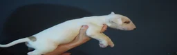 Bull Terrier dogs for sale: Quality Bull Terrier Puppies - Advert 13