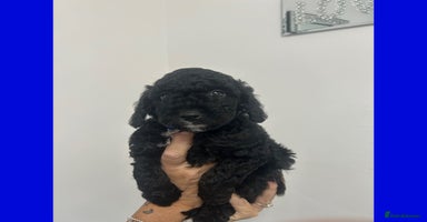 Cockapoo dogs - Advert 2