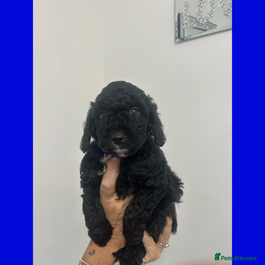 Cockapoo dogs for sale: 🐶ADORABLE F1B COCKAPOOS🐶  - Image 2