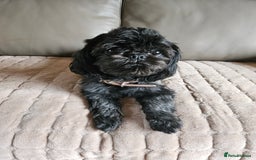 Shih Tzu dogs for sale: Stunning Shih tzu - Image 2