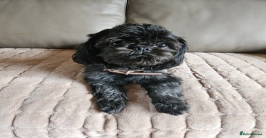 Shih Tzu dogs - Advert 3