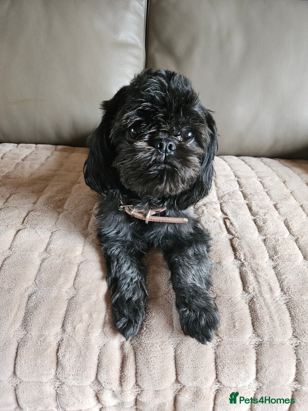 Shih Tzu dogs for sale: Stunning Shih tzu - Image 2
