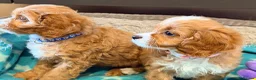 Cavapoo dogs for sale: Exceptional F1 Toy Cavapoos-Health Tested Parents - Advert 19