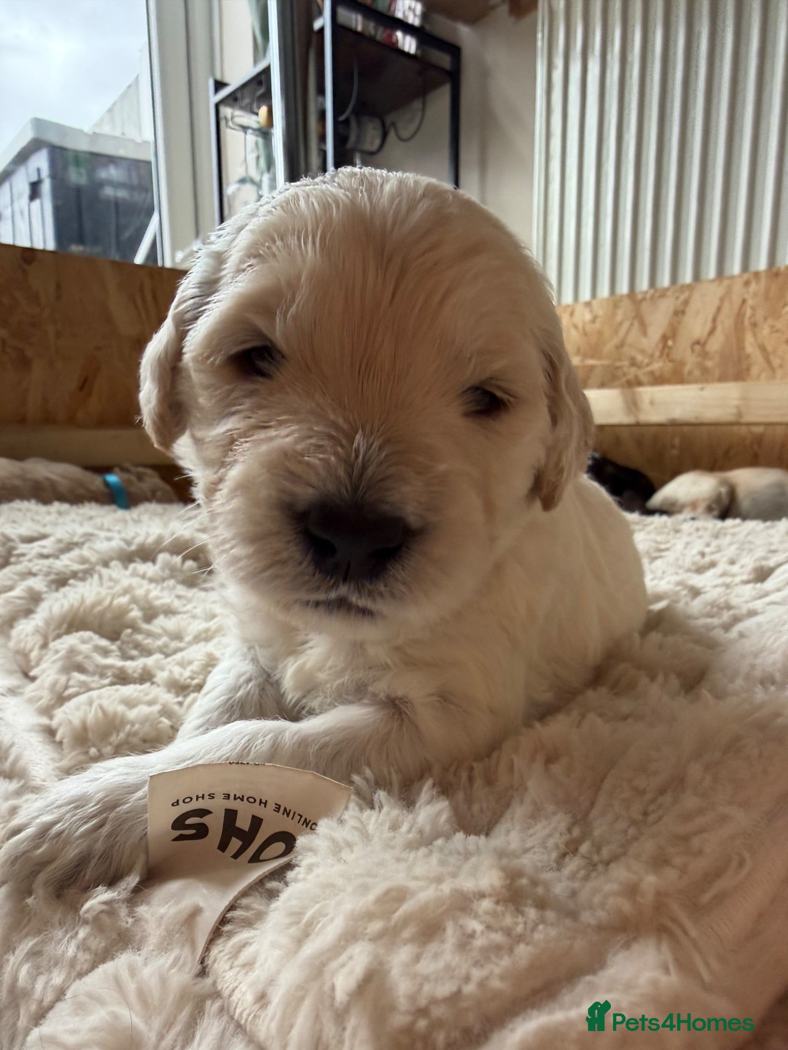 Mini Goldendoodle dogs F1b Mini Goldendoodle Puppies. Ready to Reserve 🤍 - Advert 2