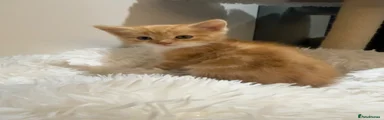ginger/white kitten