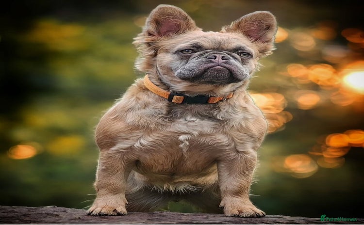 French Bulldog dogs - Advert 2