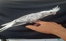 Cockatiels birds for sale: Hand tamed baby cockatiels for sale  - Image 1