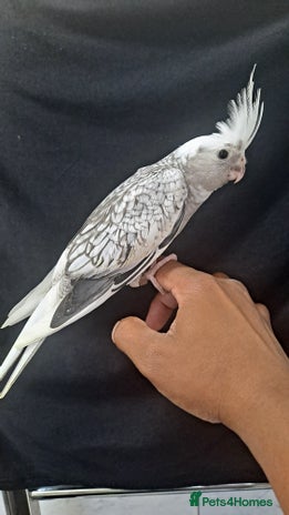 Cockatiels birds for sale - Advert 3