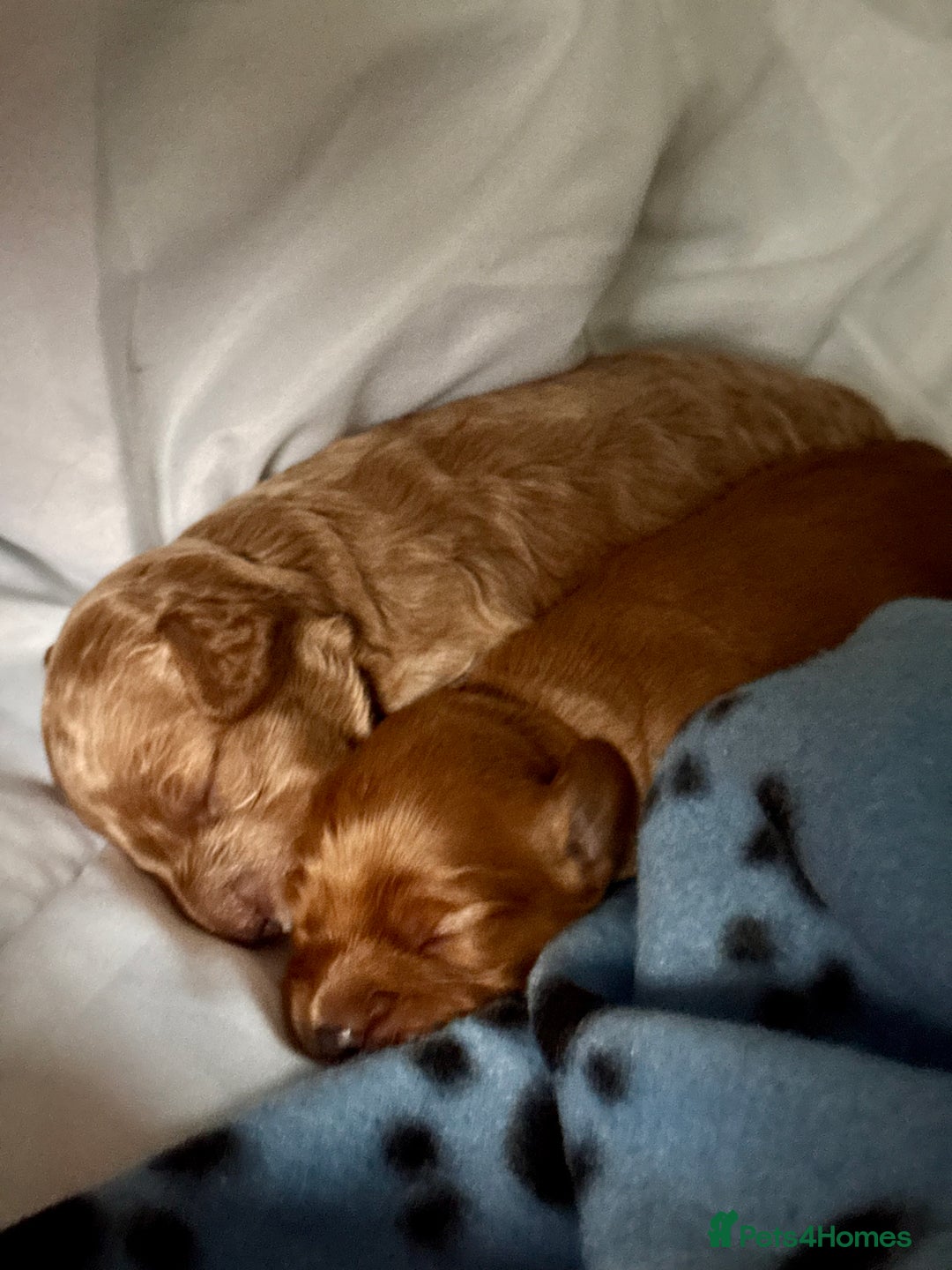 Cockapoo dogs for sale: Red Cockapoo girls F1b - Advert 7