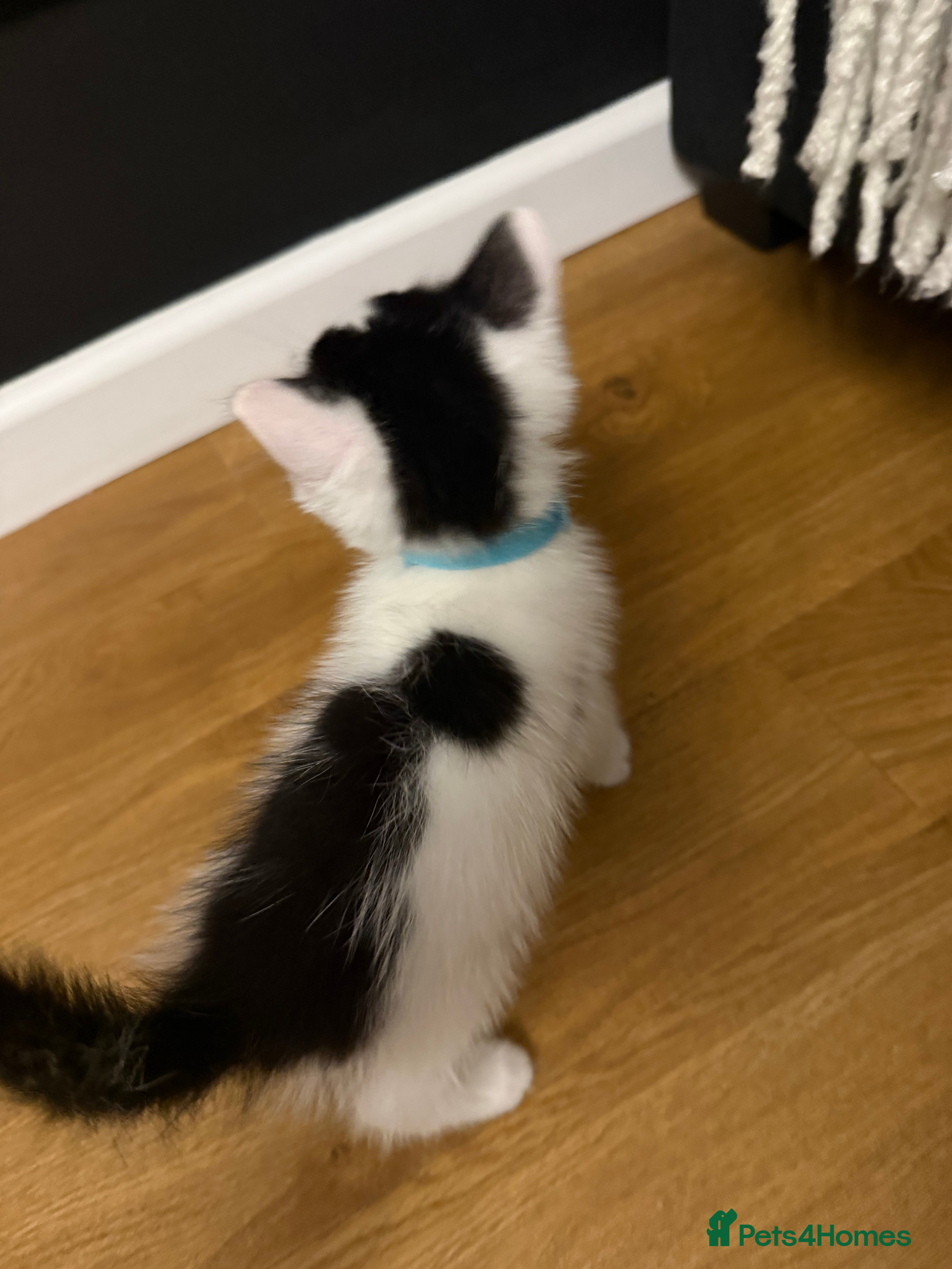 Ragdoll cats Tuxedo Ragdoll mix kittens 1boy left  - Advert 14