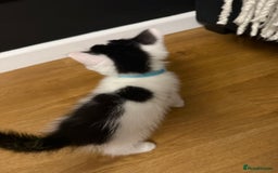 Ragdoll cats for sale: Tuxedo Ragdoll mix kittens - Image 4