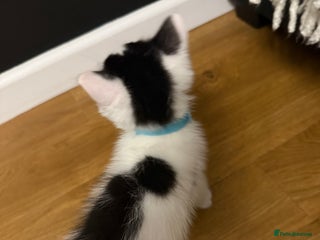 Ragdoll cats Tuxedo Ragdoll mix kittens 1boy left - Advert 8