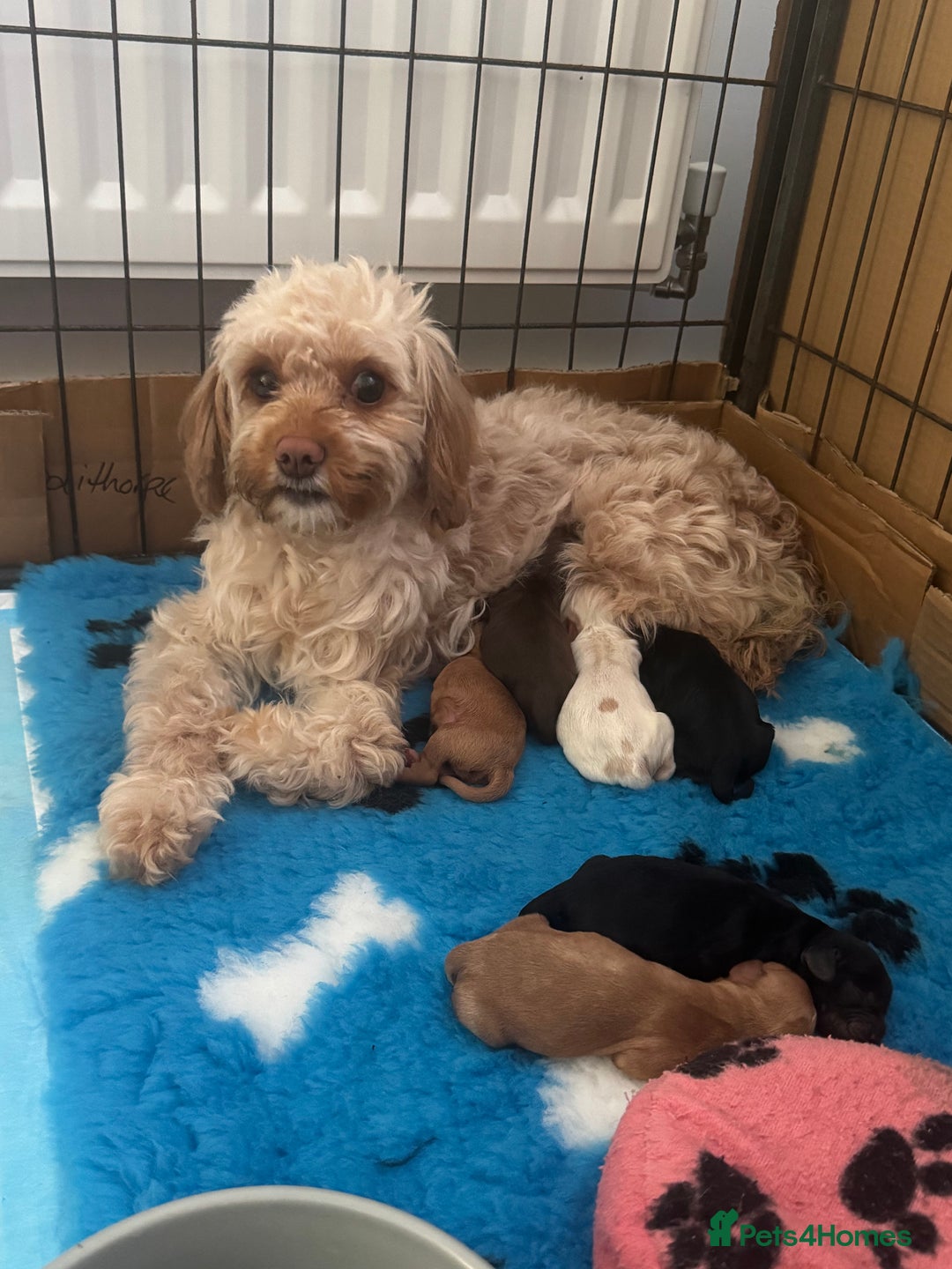 Mixed Breed dogs for sale: Cockalier Puppy (girl) - Image 5