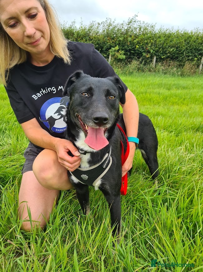 Mixed Breed dogs Lottie, gorgeous girl - Advert 1