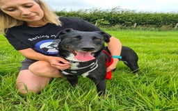 Mixed Breed dogs for adoption: Lottie, gorgeous girl - Image 1