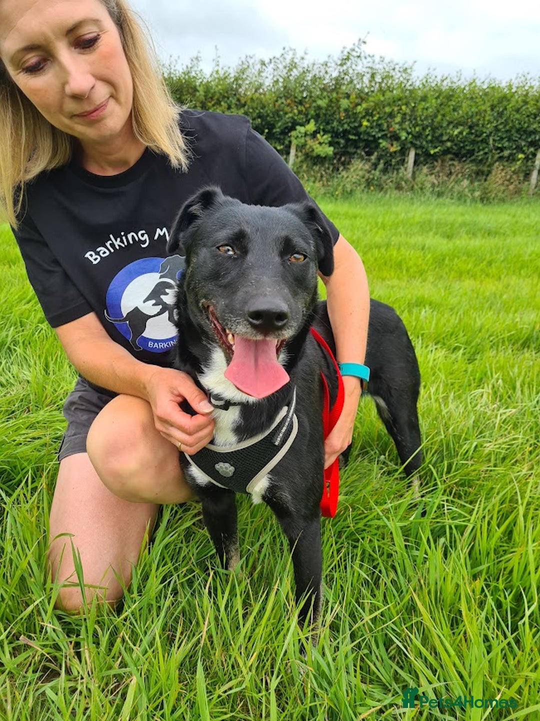 Mixed Breed dogs for adoption: Lottie, gorgeous girl - Image 1