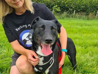 Mixed Breed dogs Lottie, gorgeous girl - Advert 1