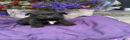 Westiepoo dogs for sale: Westipoo puppies 🐶🐶  - Advert 21