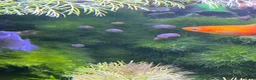 Snails fish for sale: Beautiful pearl pink ramshorn snails - Advert 3